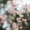 桜、光