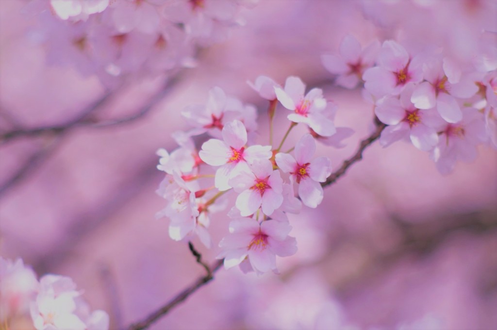 桜