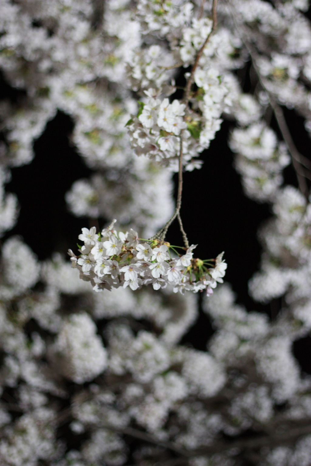 夜桜