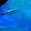 美ら海