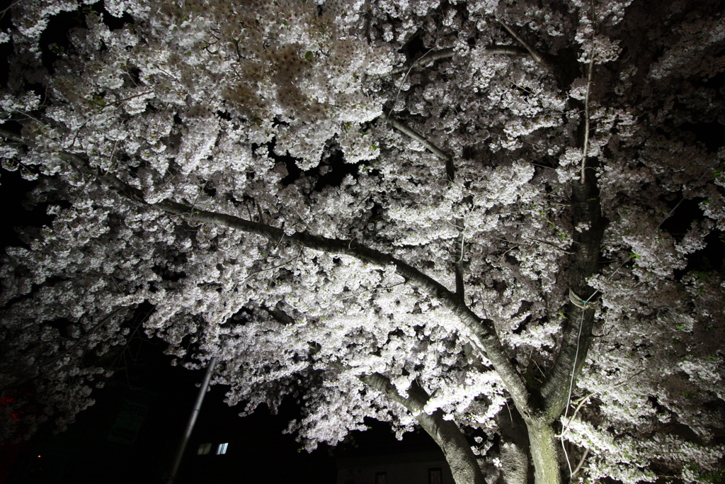 夜桜失敗