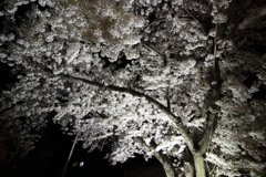 夜桜失敗