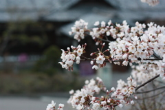さくら