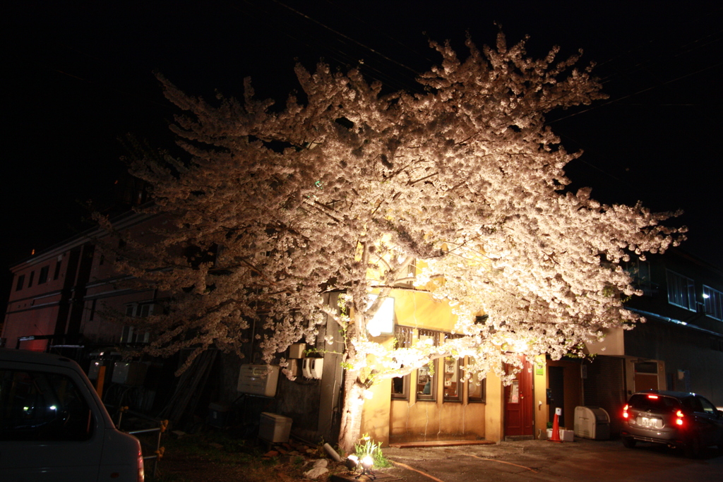 夜桜ライトアップ