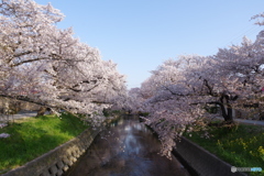 五条川沿いの桜