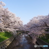 五条川沿いの桜