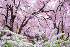 桜の楽園