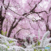 桜の楽園