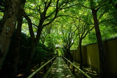 新緑へようこそ