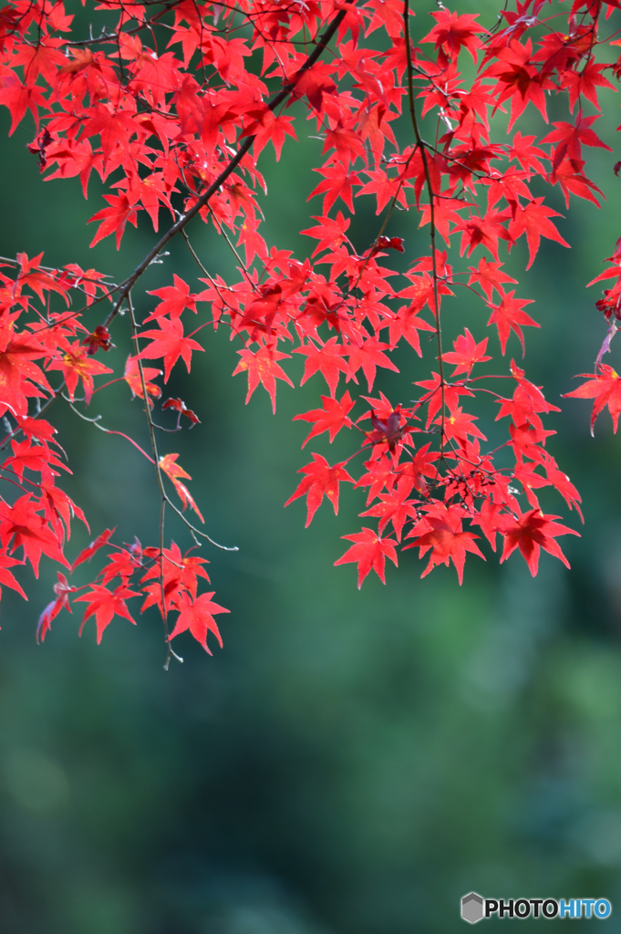 御岳渓谷紅葉