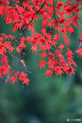 御岳渓谷紅葉