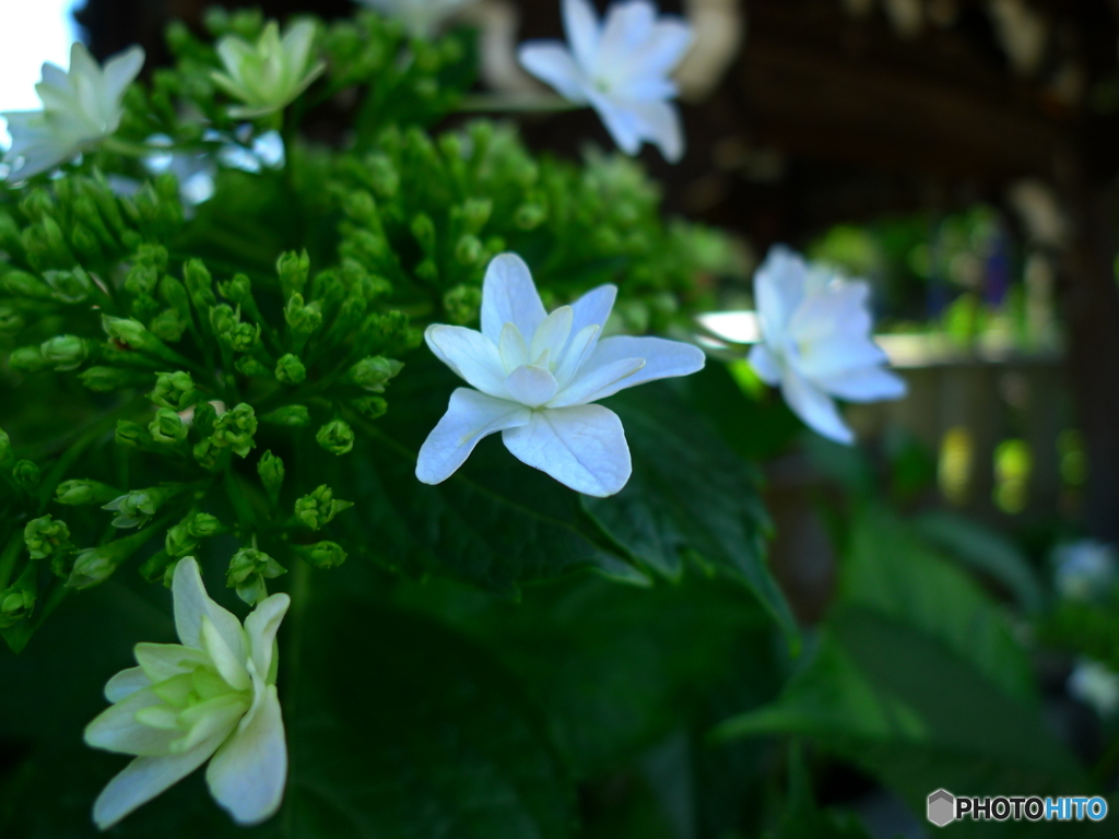 白山神社の紫陽花