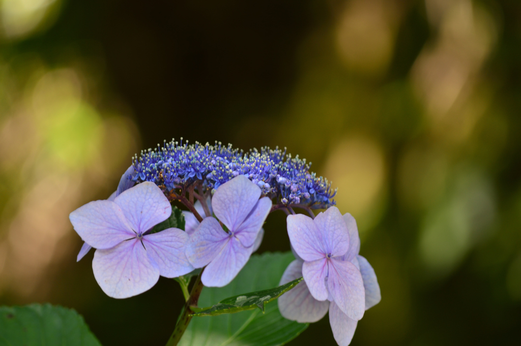 DSC_0116_00011