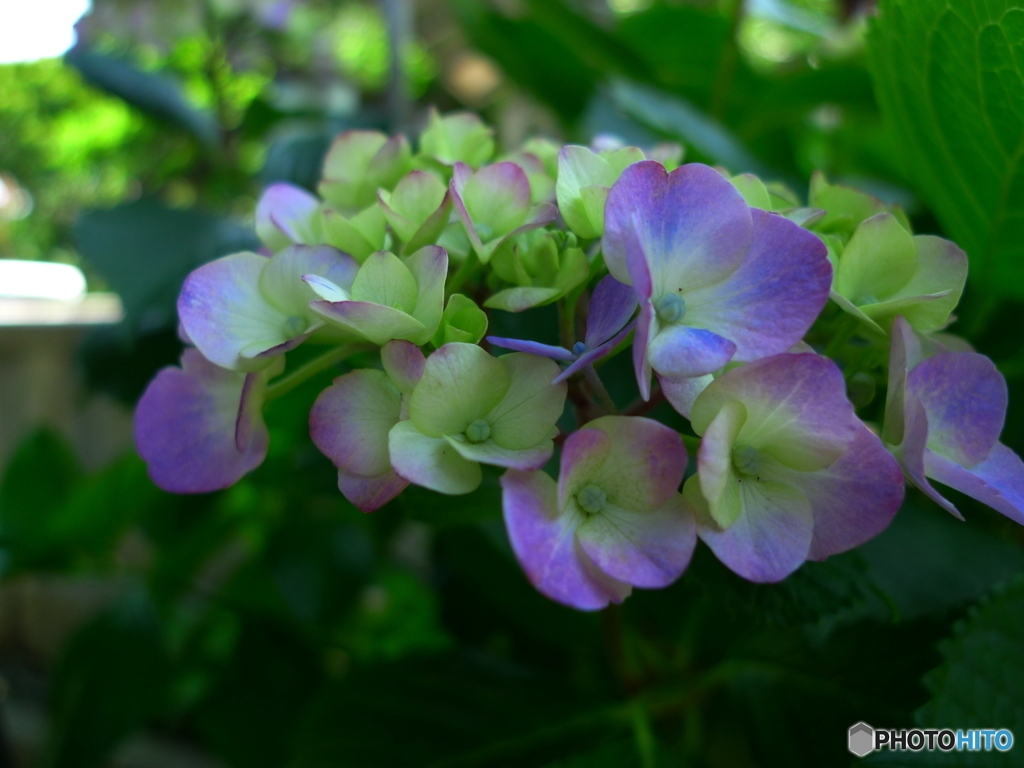 白山神社の紫陽花