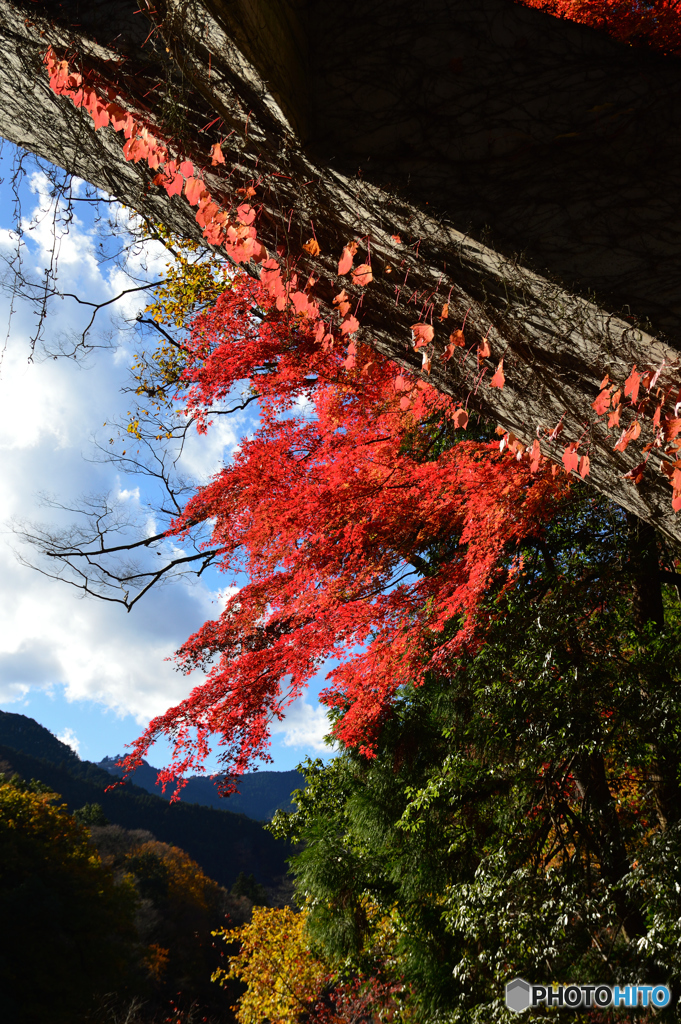 御岳渓谷紅葉