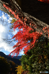 御岳渓谷紅葉