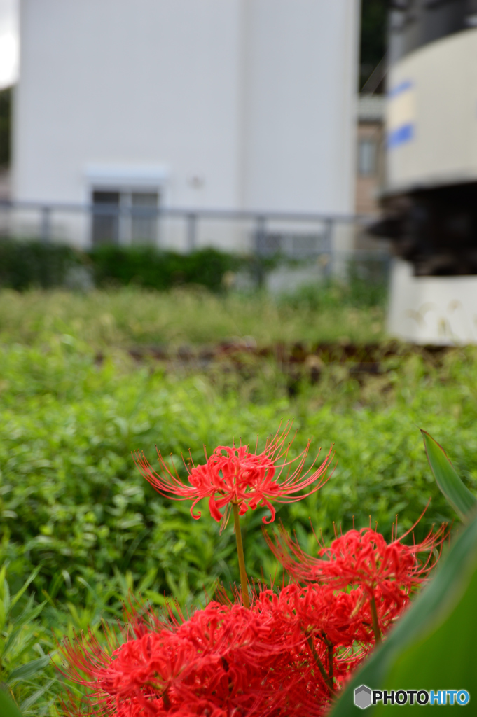 曼殊沙華と横須賀線