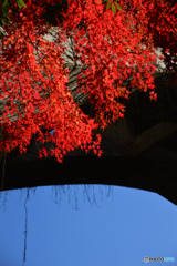 御岳渓谷紅葉