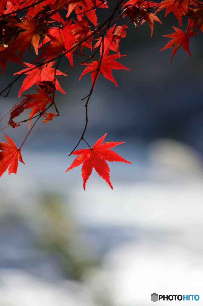 御岳渓谷紅葉