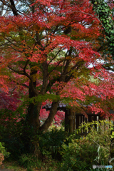 御岳渓谷紅葉