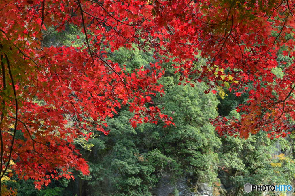 御岳渓谷紅葉