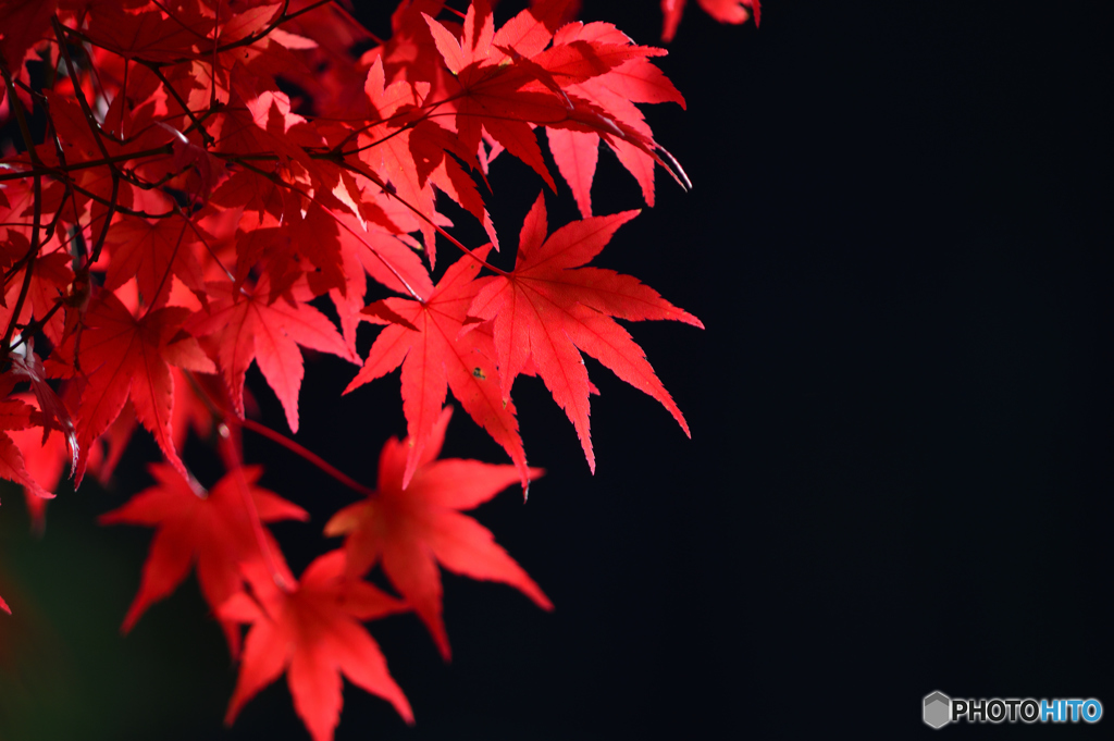 御岳渓谷紅葉