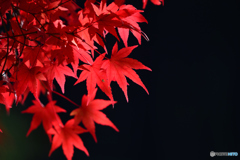 御岳渓谷紅葉
