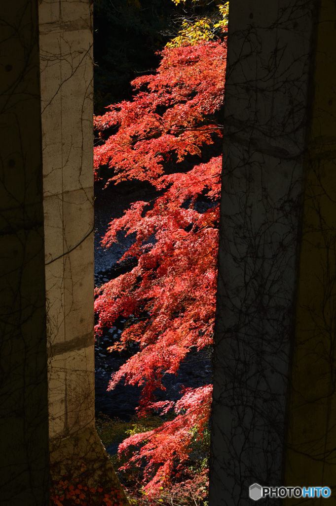 御岳渓谷紅葉