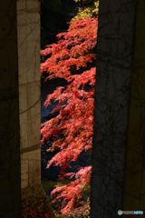 御岳渓谷紅葉