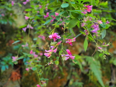 終わりまじかの萩の花