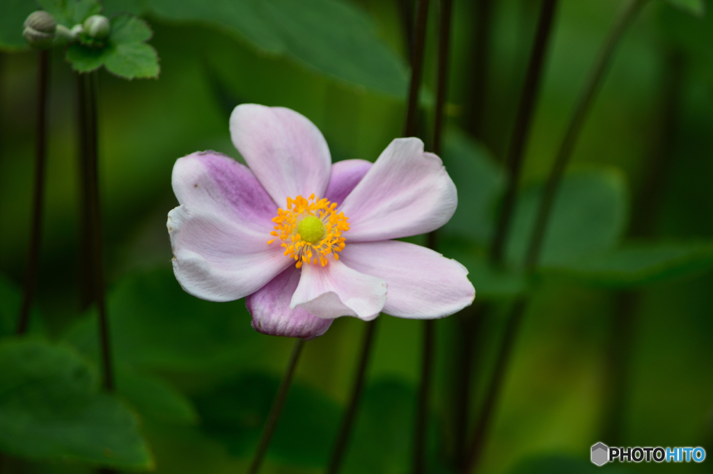 秋明菊