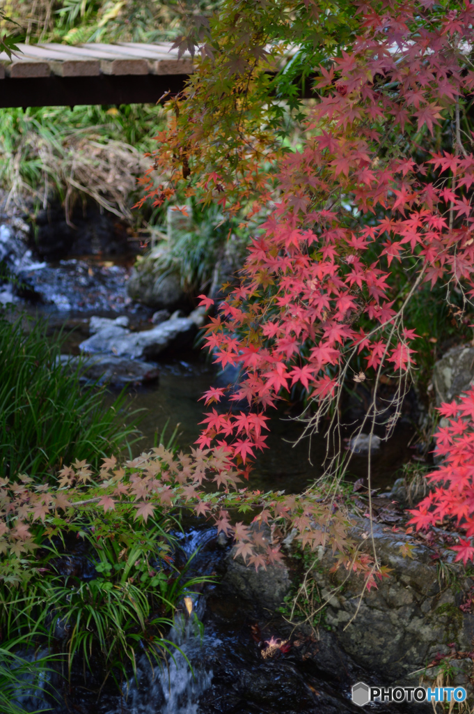 御岳渓谷紅葉