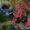 御岳渓谷紅葉