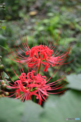 曼殊沙華　東慶寺