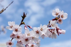 近所の桜