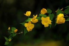 山吹