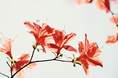 花模様