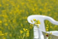 菜の花