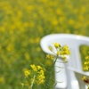 菜の花