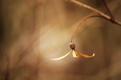 冬の植物
