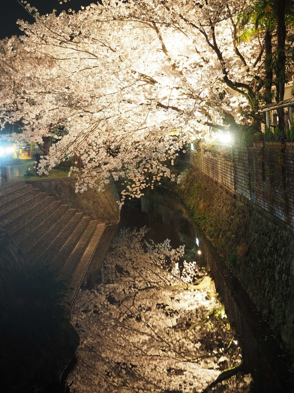 夜桜