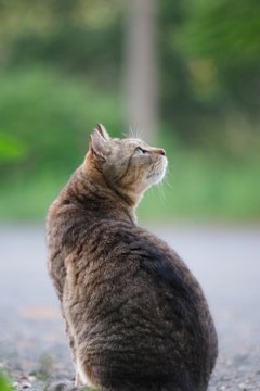 のらねこ