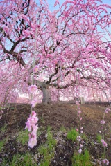 鈴鹿の森庭園