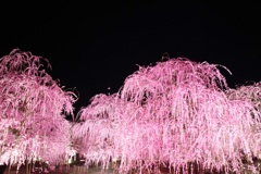 鈴鹿の森庭園