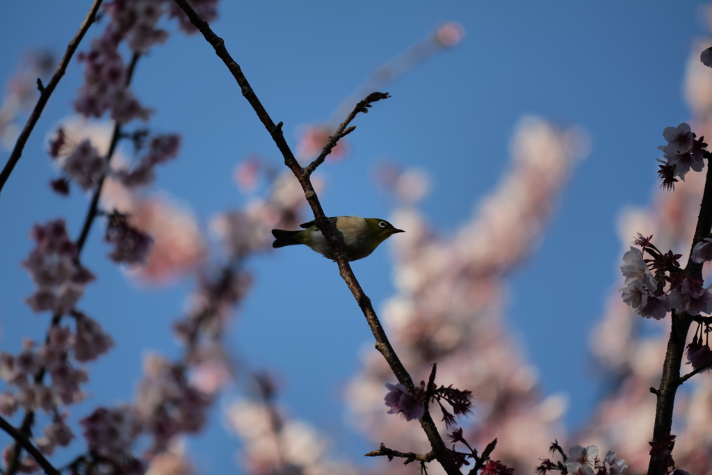 めじろと桜