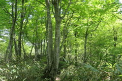 1106Uks137 1106Uks137