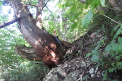 0943Okr115 0943Okr115