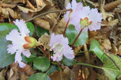 1129Uks145 1129Uks145