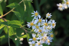 0838Gto120 0838Gto120