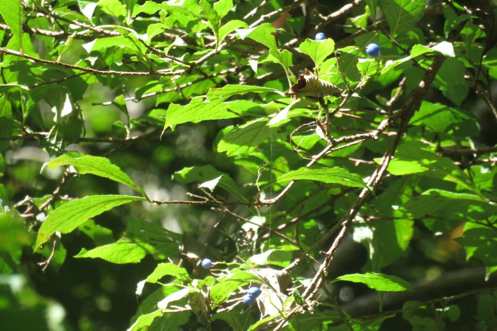 Otz201002_093300